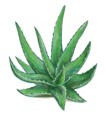 Aloe a Proctonic-ben