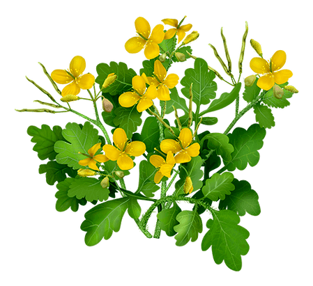 Celandine a Proctonic-ben